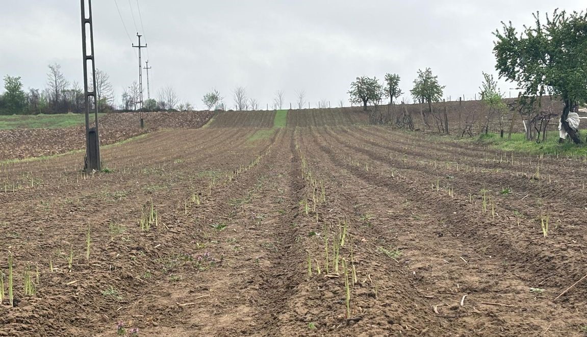 Plantație de sparanghel